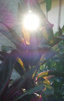 Magic Wand of Wonder