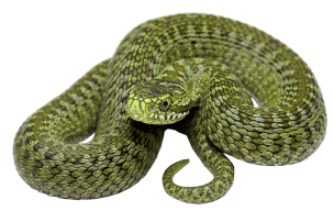 green-serpent
