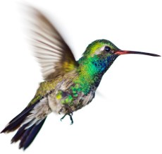 hummingbird