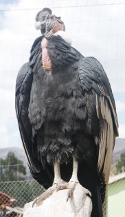 Condor